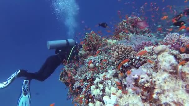 アブダビで静的なビデオ ダイバーやサンゴ礁 熱帯魚やサンゴと美しい水中風景 生命のサンゴ礁 エジプト — ストック動画