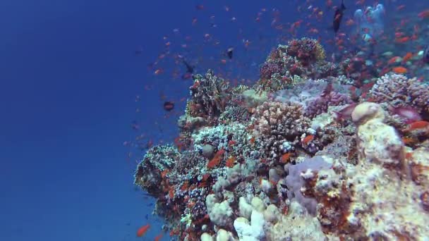 Vídeo Estático Recife Coral Mar Vermelho Abu Dub Bela Paisagem — Vídeo de Stock