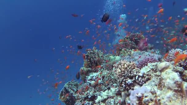 静的なビデオ 紅海のサンゴ礁 熱帯魚やサンゴと美しい水中風景 生命のサンゴ礁 エジプト — ストック動画