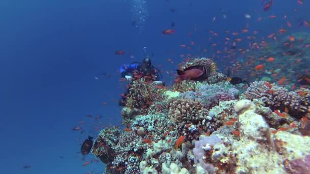 红海的静态录像 潜水员和珊瑚礁 Abu Dubb 美丽的水下景观与热带鱼和珊瑚 生物珊瑚礁 — 图库视频影像