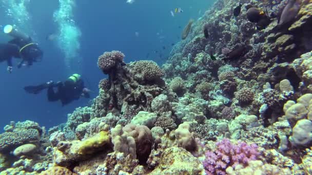 静的なビデオ 紅海のサンゴ礁 熱帯魚やサンゴと美しい水中風景 生命のサンゴ礁 エジプト — ストック動画