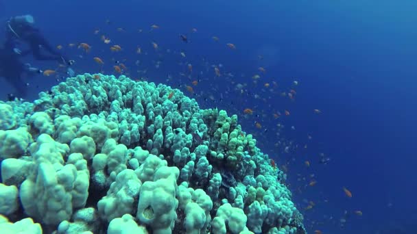 Statische Video Koraalrif Rode Zee Abu Dub Prachtig Onderwaterlandschap Met — Stockvideo