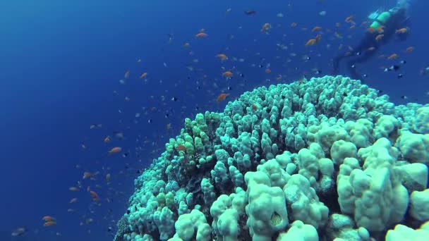 静的なビデオ 紅海のサンゴ礁 熱帯魚やサンゴと美しい水中風景 生命のサンゴ礁 エジプト — ストック動画