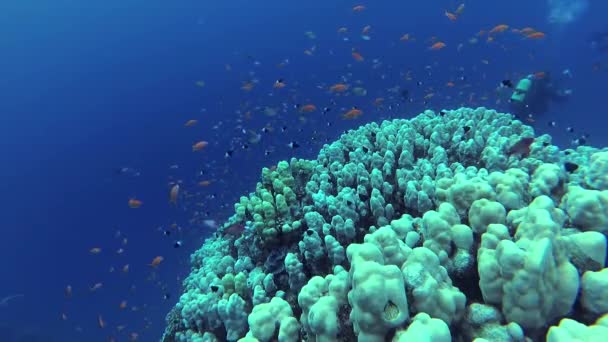 Statické Video Korálové Útesy Rudém Moři Abu Dub Krásná Podmořská — Stock video