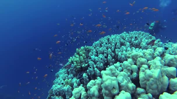 Vidéo Statique Récif Corallien Dans Mer Rouge Abu Dub Beau — Video