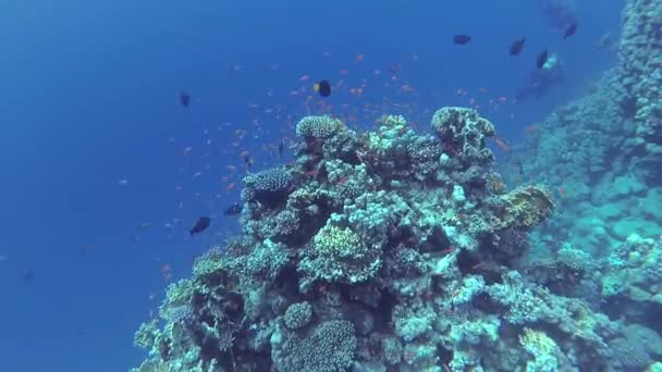 Vídeo Estático Recife Coral Mar Vermelho Abu Dub Bela Paisagem — Vídeo de Stock