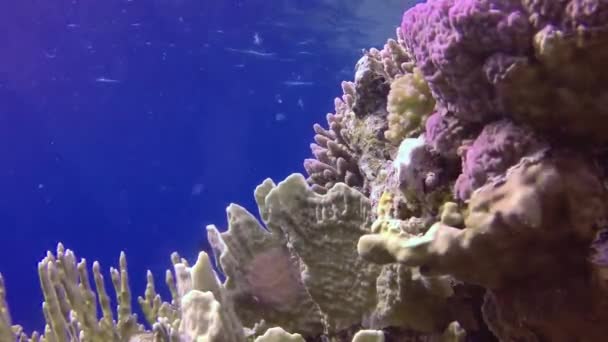 Vídeo Estático Arrecife Coral Mar Rojo Abu Dub Hermoso Paisaje — Vídeo de stock