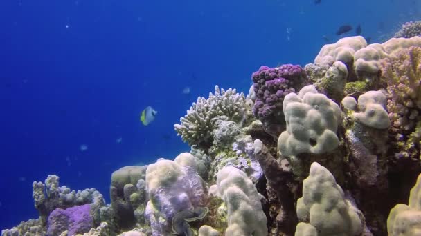 Vídeo Estático Recife Coral Mar Vermelho Abu Dub Bela Paisagem — Vídeo de Stock