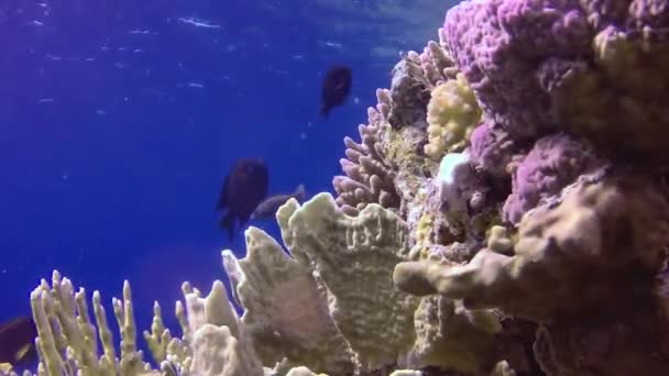 โอคงท แนวปะการ งในทะเลแดง อาบ สวยงามก บปลาเขตร อนและปะการ แนวปะการ — วีดีโอสต็อก