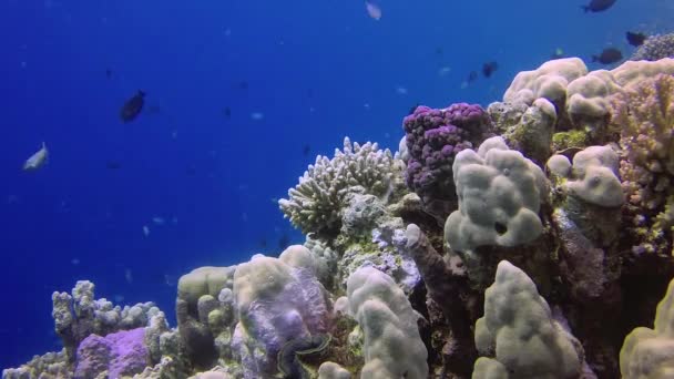 Vídeo Estático Recife Coral Mar Vermelho Abu Dub Bela Paisagem — Vídeo de Stock