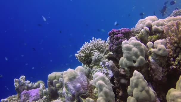 Vídeo Estático Recife Coral Mar Vermelho Abu Dub Bela Paisagem — Vídeo de Stock