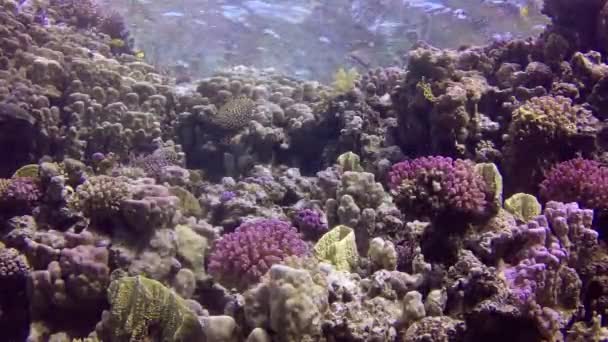 静态录像 红海的珊瑚礁 美丽的水下景观与热带鱼和珊瑚 生物珊瑚礁 — 图库视频影像