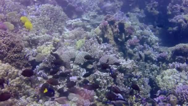 Vídeo Estático Arrecife Coral Mar Rojo Abu Dub Hermoso Paisaje — Vídeo de stock