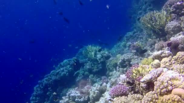 Στατικό Βίντεο Κοραλλιογενής Ύφαλος Στην Ερυθρά Θάλασσα Αμπού Νταμπ Όμορφο — Αρχείο Βίντεο