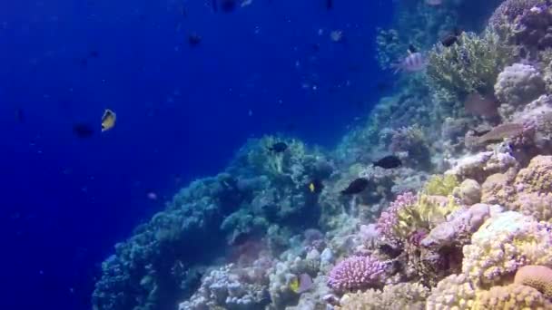 Vídeo Estático Recife Coral Mar Vermelho Abu Dub Bela Paisagem — Vídeo de Stock