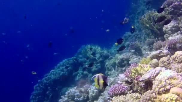 Statische Video Koraalrif Rode Zee Abu Dub Prachtig Onderwaterlandschap Met — Stockvideo