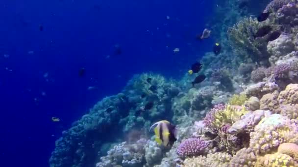 Статичне Відео Кораловий Риф Червоного Моря Абу Даб Прекрасний Підводний — стокове відео