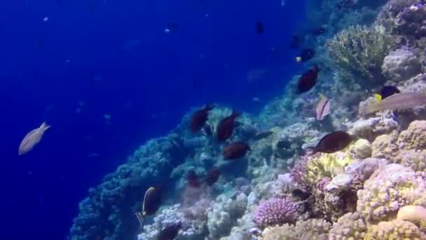 Vídeo Estático Arrecife Coral Mar Rojo Abu Dub Hermoso Paisaje — Vídeo de stock