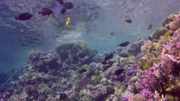 Video Statis Terumbu Karang Laut Merah Abu Dub Pemandangan Bawah — Stok Video