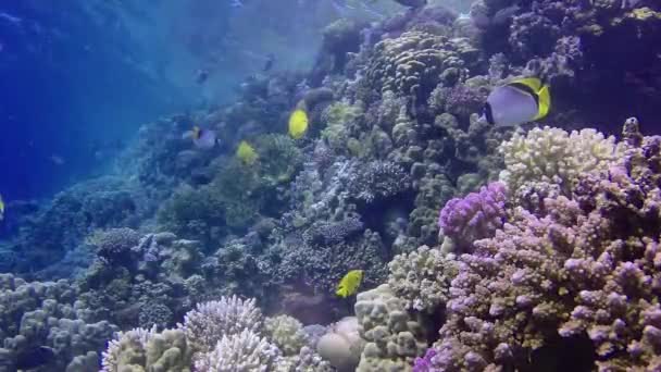 Vídeo Estático Recife Coral Mar Vermelho Abu Dub Bela Paisagem — Vídeo de Stock