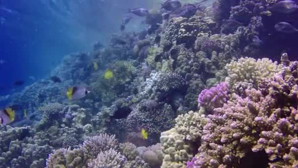 Static Video Coral Reef Red Sea Abu Dub Beautiful Underwater — Stock Video