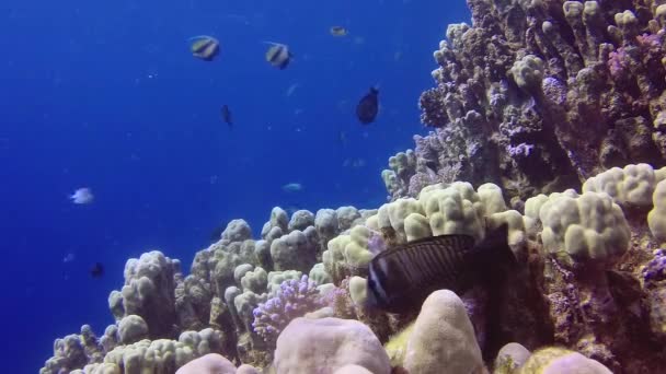 Statik Video Kızıl Deniz Deki Mercan Resifi Abu Dub Tropikal — Stok video