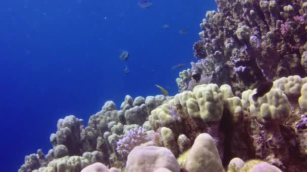 Vídeo Estático Recife Coral Mar Vermelho Abu Dub Bela Paisagem — Vídeo de Stock