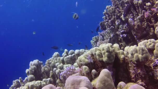 정적인 산호초 아부두 입니다 아름다운 열대어와 생명의 산호초 이집트 — 비디오