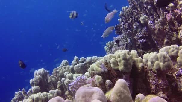 Statische Video Koraalrif Rode Zee Abu Dub Prachtig Onderwaterlandschap Met — Stockvideo