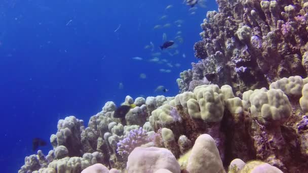 Vídeo Estático Arrecife Coral Mar Rojo Abu Dub Hermoso Paisaje — Vídeo de stock