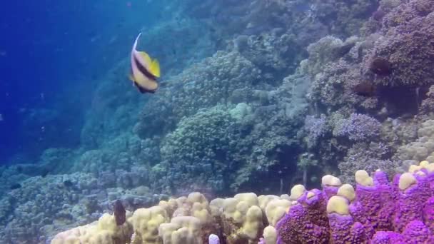 Vídeo Estático Arrecife Coral Mar Rojo Abu Dub Hermoso Paisaje — Vídeo de stock