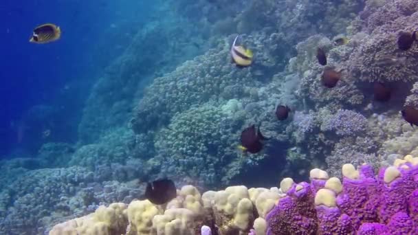 Στατικό Βίντεο Κοραλλιογενής Ύφαλος Στην Ερυθρά Θάλασσα Αμπού Νταμπ Όμορφο — Αρχείο Βίντεο