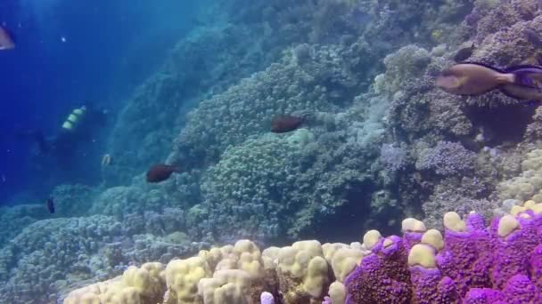 Statisk Video Korallrev Röda Havet Abu Dub Vackert Undervattenslandskap Med — Stockvideo