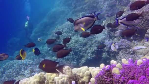 Statische Video Koraalrif Rode Zee Abu Dub Prachtig Onderwaterlandschap Met — Stockvideo