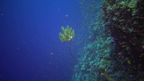 Klunzingerův Měkký Korál Dendronephthya Měkké Korály Vyrůstající Tkalcovských Korálech Útesu — Stock video