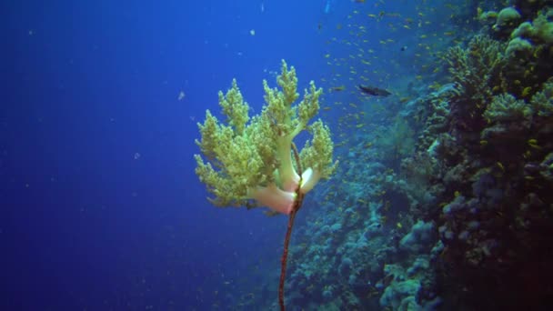 Karang Lunak Klunzinger Dendronephthya Karang Lembut Tumbuh Pada Karang Seperti — Stok Video