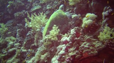 Şahin gagalı deniz kaplumbağası (Eretmochelys imbricata) Resifteki yumuşak mercanları yer, Kızıldeniz, Mısır