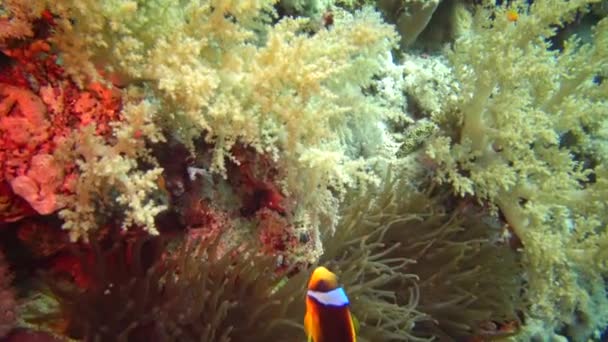 紅海の魚 紅海産イソギンチャク 両生類 緑の海のイソギンチャクで泳ぐ夫婦 共生関係 — ストック動画