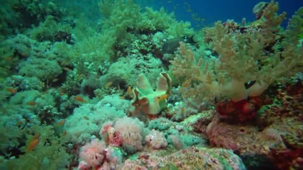 Zwartrugbotervissen Chaetodon Mellanotus Vissen Zwemmen Tussen Koralen Het Rif Rode — Stockvideo