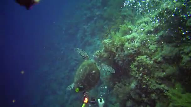 Hawksbill Havssköldpadda Eretmochelys Imbricata Äter Mjuk Korall Revet Elphinstone Röda — Stockvideo