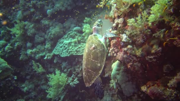 Hawksbill Sea Turtle Eretmochelys Imbricata Eats Soft Corals Reef Elphinstone — 图库视频影像