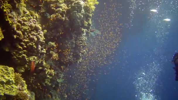 Los Buzos Nadan Cerca Arrecife Coral Largo Una Pared Vertical — Vídeo de stock