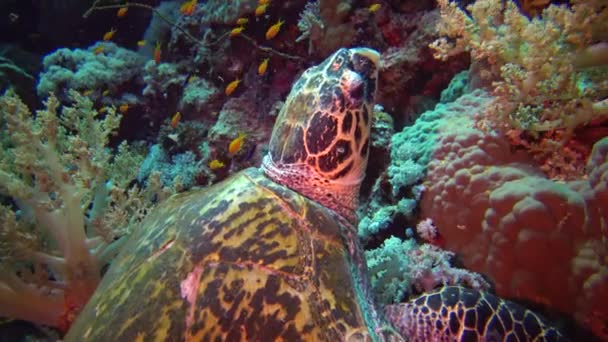 ホークスビルウミガメ Eretmochelys Imbricata エジプトの紅海 エルフィンストーンの柔らかいサンゴを食べる — ストック動画