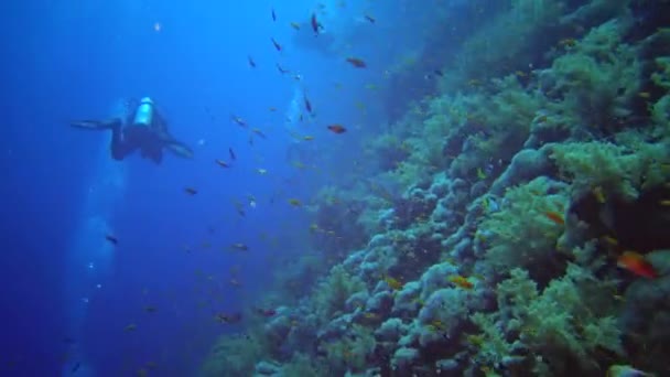 Taucher Schwimmen Der Nähe Eines Korallenriffs Entlang Einer Senkrechten Wand — Stockvideo