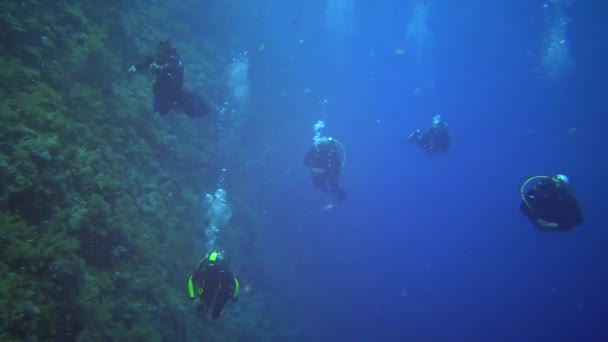 Δύτες Κολυμπούν Κοντά Έναν Κοραλλιογενή Ύφαλο Κατά Μήκος Ενός Κάθετου — Αρχείο Βίντεο