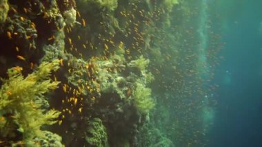 Mücevher perisi baslet (Pseudanthias squamipinnis) ve diğer pek çok balık türü Kızıl Deniz, Mısır 'daki resifler arasında yüzerler.