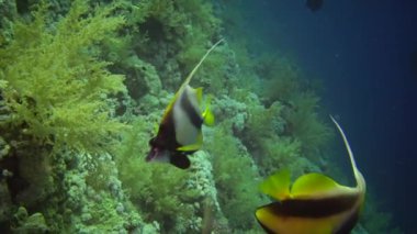 Kızıl Deniz Balığı. Kızıl Deniz Sancak Balığı (Heniochus intermedius), mercan resifinin üzerinde yüzer.
