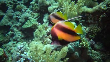 Kızıl Deniz Balığı. Kızıl Deniz Sancak Balığı (Heniochus intermedius), mercan resifinin üzerinde yüzer.