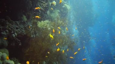 Pseudanthias squamipinnis), (Cephalopholis miniata), balıklar mercan resiflerinin üzerinde yavaşça yüzerler. Kızıl Deniz, Mısır