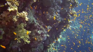 Mücevher perisi baslet (Pseudanthias squamipinnis) ve diğer pek çok balık türü Kızıl Deniz, Mısır 'daki resifler arasında yüzerler.
